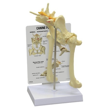 GPI ANATOMICAL Anatomical Model - Canine Hip 9060